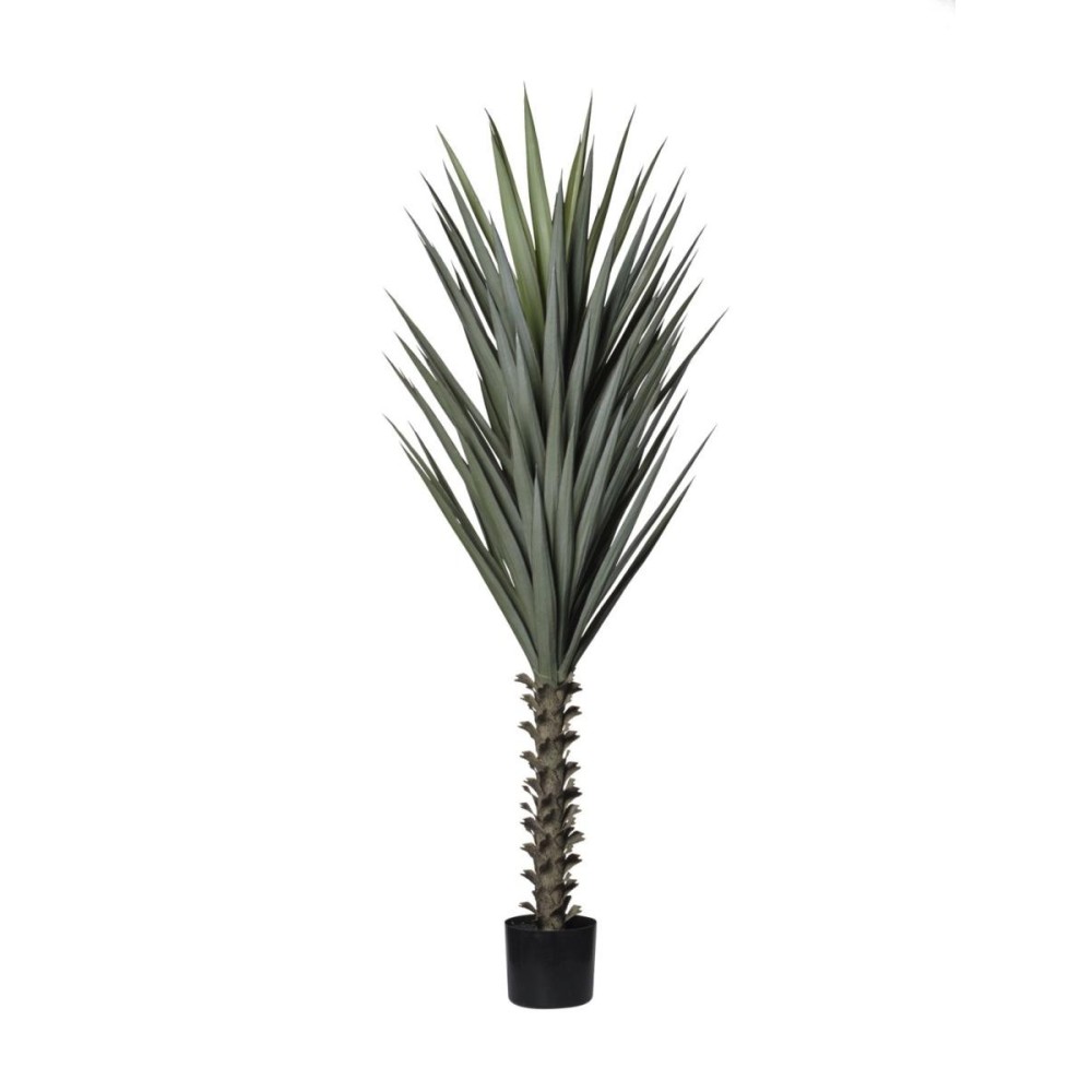PIANTA AGAVE VERDE H160